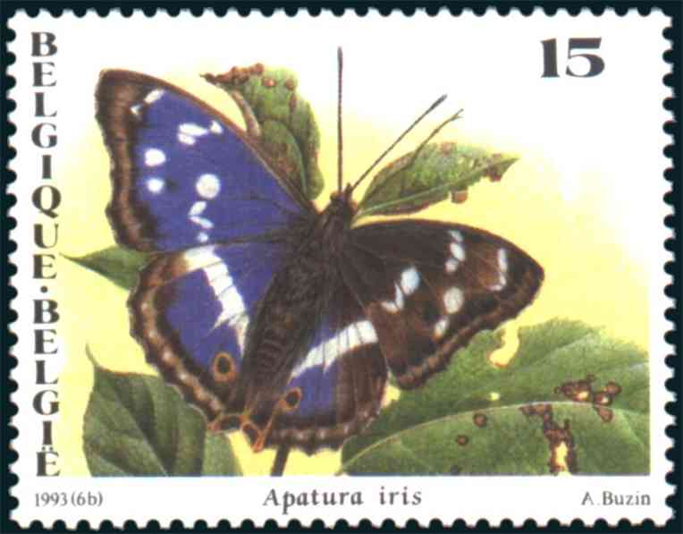Apatura iris 